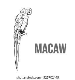 Hand drawn red green-winged macaw parrot seating on a tree branch, colorful sketch style vector illustration isolated on white background. Hand drawing of macaw, scientific ornithological illustration