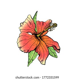 Red Hibiscus Red Rose Mallow Vector Stock Vector (Royalty Free) 1645375921