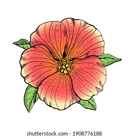 Hand drawn red hibiscus flower clipart. Floral design element. Isolated on white background. Vector illustration.
