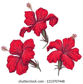 Hand drawn red hibiscus isolated on white. Bright beautiful closeup tropical flowers vector sketch.