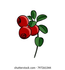 Hand drawn red lingonberry, vector
