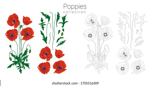 Hand drawn red and monochrome poppies clipart. Floral design element. Isolated on white background. Vector illustration.