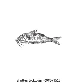 Hand Drawn Red Mullet Sketch Symbol. Vector Mugil Element In Trendy Style.