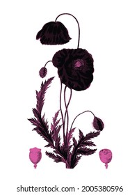 
Hand drawn red poppy illustration design element Free download It`s perfect for fabrics, t-shirts, mugs, decals, pillows, logo, pattern and much more!