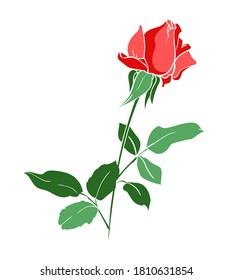 Hand drawn red rose beautiful flower isolated on white background vector illustration 