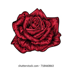 Hand drawn red rose on white background. Vector illustration. Vintage tattoo style rose. Idea for business visit card, typography vector.Print for t-shirt