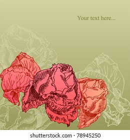hand drawn red rose on sepia background
