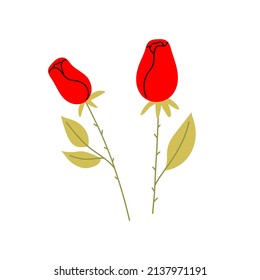 Hand drawn Red roses. Flower illustration