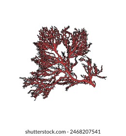 Hand drawn Red seaweed or Rhodophyta algae graphic illustration. Natural drawing