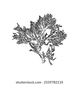 Hand drawn Red seaweed or Rhodophyta algae graphic illustration. Natural drawing