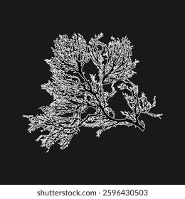 Hand drawn Red seaweed or Rhodophyta algae graphic illustration. Natural drawing