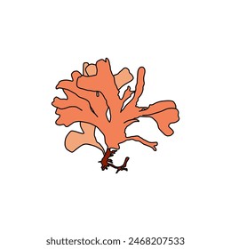 Hand drawn Red seaweed Rhodymenia pseudopalmata algae graphic illustration. Natural drawing