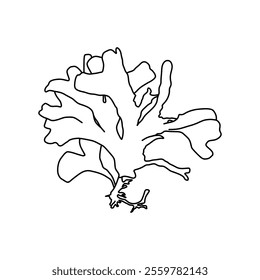 Hand drawn Red seaweed Rhodymenia pseudopalmata algae graphic illustration. Natural drawing