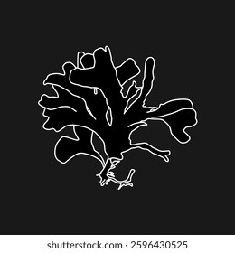 Hand drawn Red seaweed Rhodymenia pseudopalmata algae graphic illustration. Natural drawing