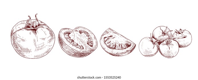 Hand drawn red tomato. Set sketches with cut tomato, slice of tomato and tomatoes branch. Vector illustration isolated on white background.