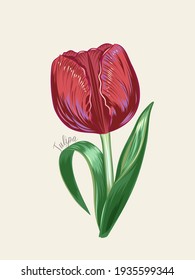 Hand drawn red tulip, vector illustration in vintage style