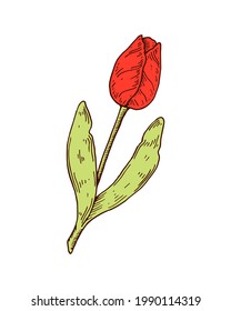 Hand drawn red tulip. Vector illustration