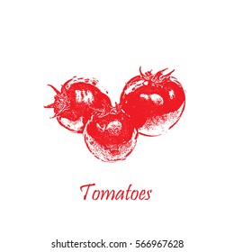 Hand drawn red vector illustration of tomato isolated on white