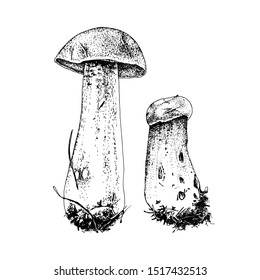 Hand drawn red-capped scaber stalk. Vector illustration