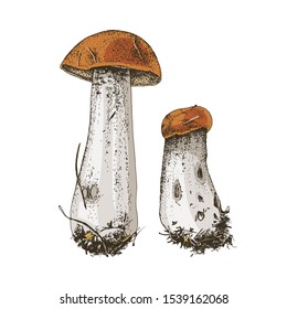 Talla de escabeche dibujada a mano con gorros rojos. Ilustración del vector