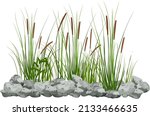 Hand drawn reed or pampas grass surrounded by gray stones.
Cane silhouette on white background. 
Border or frame of green plants.
