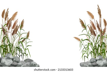 Hand drawn reed or pampas grass surrounded by gray stones.
Cane silhouette on white background. 
Border or frame of green plants.