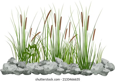 Hand drawn reed or pampas grass surrounded by gray stones.
Cane silhouette on white background. 
Border or frame of green plants.