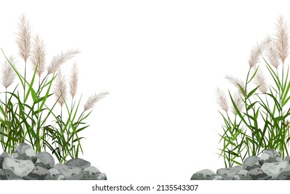 Hand drawn reed or pampas grass surrounded by gray stones.
Cane silhouette on white background. 
Border or frame of green plants.