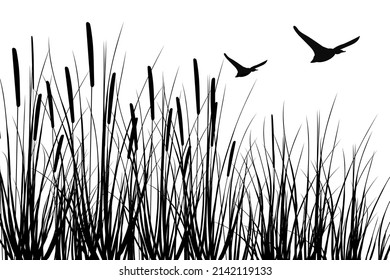 Hand drawn reed or pampas grass surrounded by gray stones.
Cane silhouette on white background. 
Border or frame of green plants.