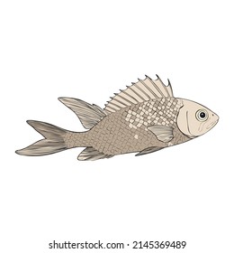 Hand drawn Reef Tropical Fishes. Sea and Ocean Animals Vector Clop art. Vector illustration