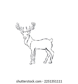 Hand drawn reindeer vector line sketch.