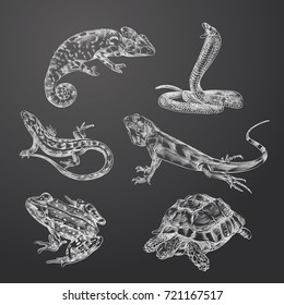 Hand Drawn reptiles and amphibians Sketches Set. Collection Of Chameleon, Lizard, Tortoise, frog, snake And Other Sketch Elements isolated on chalkboard