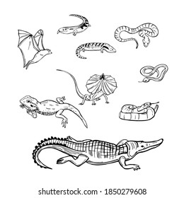 Hand drawn reptiles australia.  Snakes, lizards.  Vector sketch  illustration.