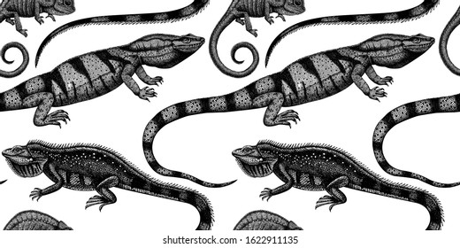 Hand drawn reptiles seamless pattern. Exotic animals backdrop. Vintage realistic lizards - chameleon, iguana, Komodo dragon - background.  Perfect for banner, wrapping paper, fabric, packaging.