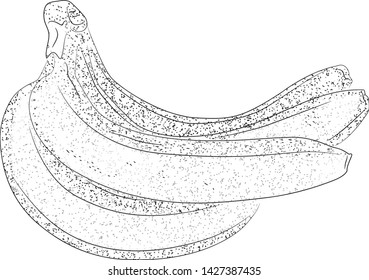 Hand drawn retro sketch banana. Vector banana  illustration. Retro food art