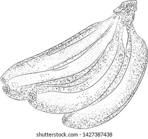 Hand drawn retro sketch banana. Vector banana  illustration. Retro food art