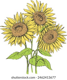 Ilustración de girasoles retro dibujado a mano