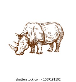Hand drawn rhino, rhinoceros. Sketch, vector illustration.