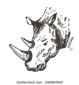 Hand drawn rhino, rhinoceros. Sketch, vector illustration.