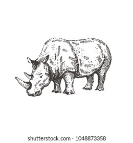 Hand drawn rhino. Sketch, vector illustration.