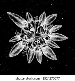 Hand drawn rhododendron vector illustration. Mystic botanical sketch. Vintage high detailed azalea flower drawing on artistic black background.  Rhododendron flower outline.