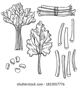 Hand drawn rhubarb on white background.Vector sketch  illustration.  