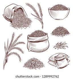 Hand drawn rice. Doodle sack and. Sketch rice ears vector set