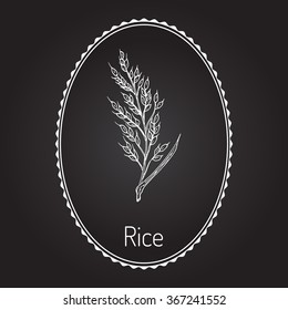 Hand drawn rice ears sketch. Vector illustration
