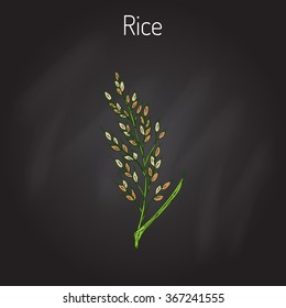 Hand drawn rice ears sketch. Vector illustration