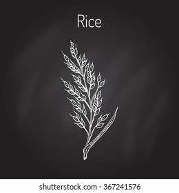 Hand drawn rice ears sketch. Vector illustration