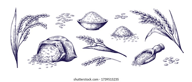 Hand drawn rice. Organic cereal in bag and rice porridge in bowl, sketch doodle set of wild jasmine steamed and basmati rice. Vector outlined illustrations rice plant and grains