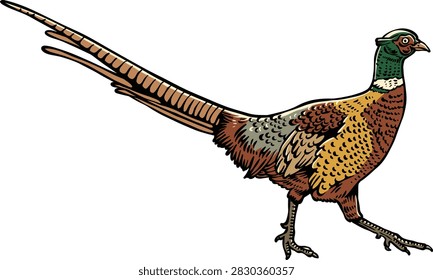 Hand Drawn Ring Neck Pheasant, Upland Game Bird Hunting, Vintage Classic Outdoor Design, Pheasant Hunting Vector Illustration