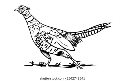 hand drawn ringneck with white background