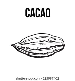 Hand drawn ripe cacao fruit, sketch style vector illustration isolated on white background. Colorful illustration of cacao fruit, main chocolate ingredient